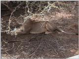 (P:\Africa\VideoStills) Dn-a1204.jpg (1/1) (90 K)