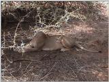 (P:\Africa\VideoStills) Dn-a1205.jpg (1/1) (91 K)