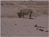 (P:\Africa\VideoStills) Dn-a1206.jpg (1/1) (86 K)