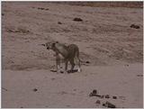 (P:\Africa\VideoStills) Dn-a1208.jpg (1/1) (90 K)