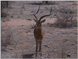 (P:\Africa\VideoStills) Dn-a1209.jpg (1/1) (89 K)