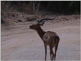 (P:\Africa\VideoStills) Dn-a1211.jpg (1/1) (85 K)