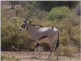 (P:\Africa\VideoStills) Dn-a1212.jpg (1/1) (90 K)