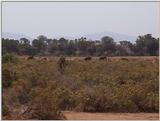 (P:\Africa\VideoStills) Dn-a1213.jpg (1/1) (85 K)