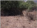 (P:\Africa\VideoStills) Dn-a1219.jpg (1/1) (88 K)