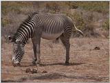 (P:\Africa\VideoStills) Dn-a1220.jpg (1/1) (89 K)