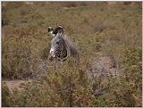 (P:\Africa\VideoStills) Dn-a1221.jpg (1/1) (87 K)