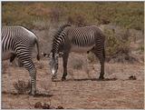 (P:\Africa\VideoStills) Dn-a1222.jpg (1/1) (91 K)