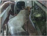 (P:\Africa\VideoStills) Dn-a1223.jpg (Goat)