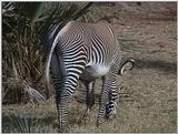 (P:\Africa\VideoStills) Dn-a1226.jpg (1/1) (89 K)