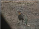 (P:\Africa\VideoStills) Dn-a1227.jpg (1/1) (88 K)