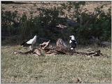 (P:\Africa\VideoStills) Dn-a1229.jpg (1/1) (92 K)