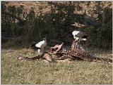 (P:\Africa\VideoStills) Dn-a1230.jpg (1/1) (91 K)