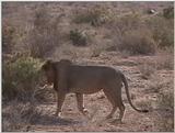(P:\Africa\VideoStills) Dn-a1231.jpg (1/1) (92 K)