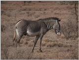 (P:\Africa\VideoStills) Dn-a1235.jpg (1/1) (89 K)