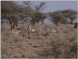 (P:\Africa\VideoStills) Dn-a1236.jpg (1/1) (87 K)