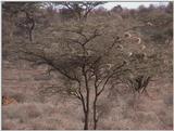 (P:\Africa\VideoStills) Dn-a1238.jpg (1/1) (87 K)