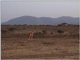 (P:\Africa\VideoStills) Dn-a1239.jpg (1/1) (95 K)