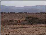 (P:\Africa\VideoStills) Dn-a1240.jpg (1/1) (85 K)
