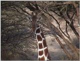 (P:\Africa\VideoStills) Dn-a1241.jpg (1/1) (87 K)
