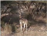(P:\Africa\VideoStills) Dn-a1242.jpg (1/1) (86 K)