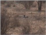 (P:\Africa\VideoStills) Dn-a1244.jpg - Cheetah