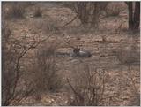 (P:\Africa\VideoStills) Dn-a1246.jpg  - Cheetah