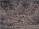 (P:\Africa\VideoStills) Dn-a1247.jpg  - Cheetah