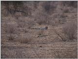 (P:\Africa\VideoStills) Dn-a1248.jpg  - Cheetah