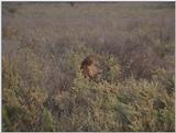 (P:\Africa\VideoStills) Dn-a1249.jpg (1/1) (89 K)