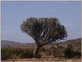 (P:\Africa\VideoStills) Dn-a1250.jpg (1/1) (90 K)