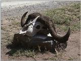 (P:\Africa\VideoStills) Dn-a1258.jpg (1/1) (91 K)