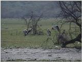 (P:\Africa\VideoStills) Dn-a1263.jpg Marabou Storks