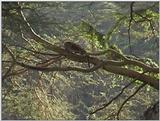 (P:\Africa\VideoStills) Dn-a1267.jpg (1/1) (92 K)