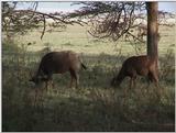 (P:\Africa\VideoStills) Dn-a1268.jpg (1/1) (93 K)