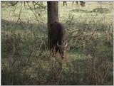 (P:\Africa\VideoStills) Dn-a1269.jpg (1/1) (87 K)