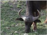 (P:\Africa\VideoStills) Dn-a1271.jpg (1/1) (92 K)