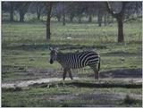 (P:\Africa\VideoStills) Dn-a1272.jpg (1/1) (86 K)