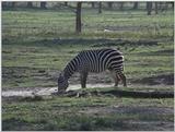 (P:\Africa\VideoStills) Dn-a1273.jpg (1/1) (92 K)