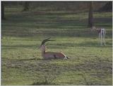 (P:\Africa\VideoStills) Dn-a1277.jpg (Gazelles)