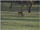 (P:\Africa\VideoStills) Dn-a1279.jpg (Gazelle)