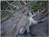 (P:\Africa\VideoStills) Dn-a1280.jpg (Vervet Monkey)