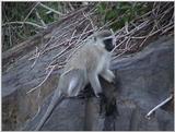 (P:\Africa\VideoStills) Dn-a1281.jpg (1/1) (86 K)
