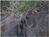 (P:\Africa\VideoStills) Dn-a1282.jpg (1/1) (88 K)