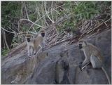 (P:\Africa\VideoStills) Dn-a1283.jpg (1/1) (87 K)