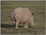 (P:\Africa\VideoStills) Dn-a1285.jpg (White Rhinoceros)