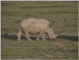 (P:\Africa\VideoStills) Dn-a1287.jpg (1/1) (87 K)