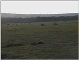 (P:\Africa\VideoStills) Dn-a1292.jpg (1/1) (88 K)