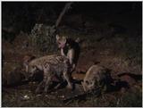 (P:\Africa\VideoStills) Dn-a1315.jpg (Spotted Hyenas)