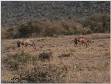(P:\Africa\VideoStills) Dn-a1323.jpg (1/1) (89 K)